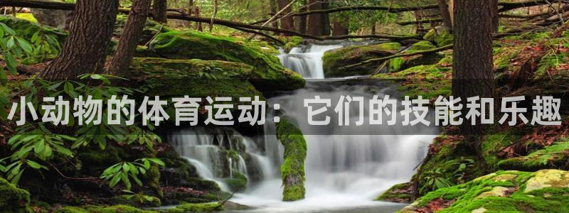 谈球吧体育官网：小动物的体育运动：它们的技能和乐趣