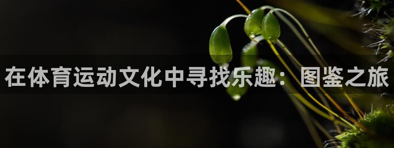 谈球吧：在体育运动文化中寻找乐趣：图鉴之旅